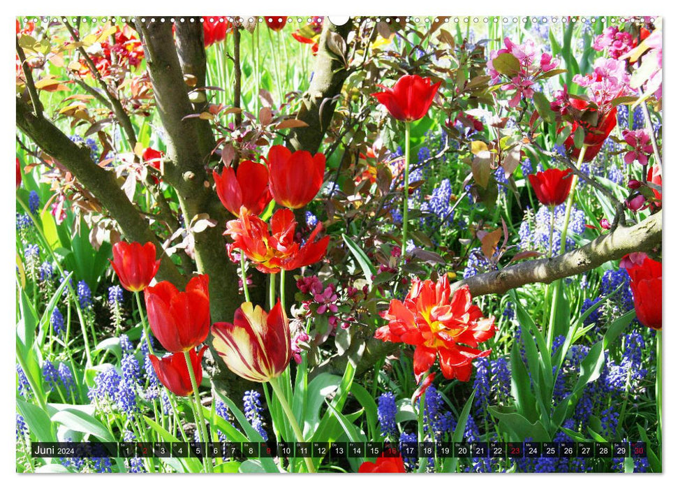 In the tulip garden (CALVENDO wall calendar 2024) 