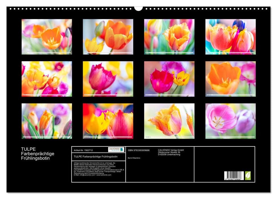 TULIP Colorful messenger of spring (CALVENDO wall calendar 2024) 