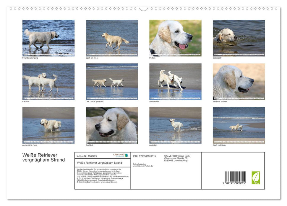 Weiße Retriever vergnügt am Strand (CALVENDO Premium Wandkalender 2024)