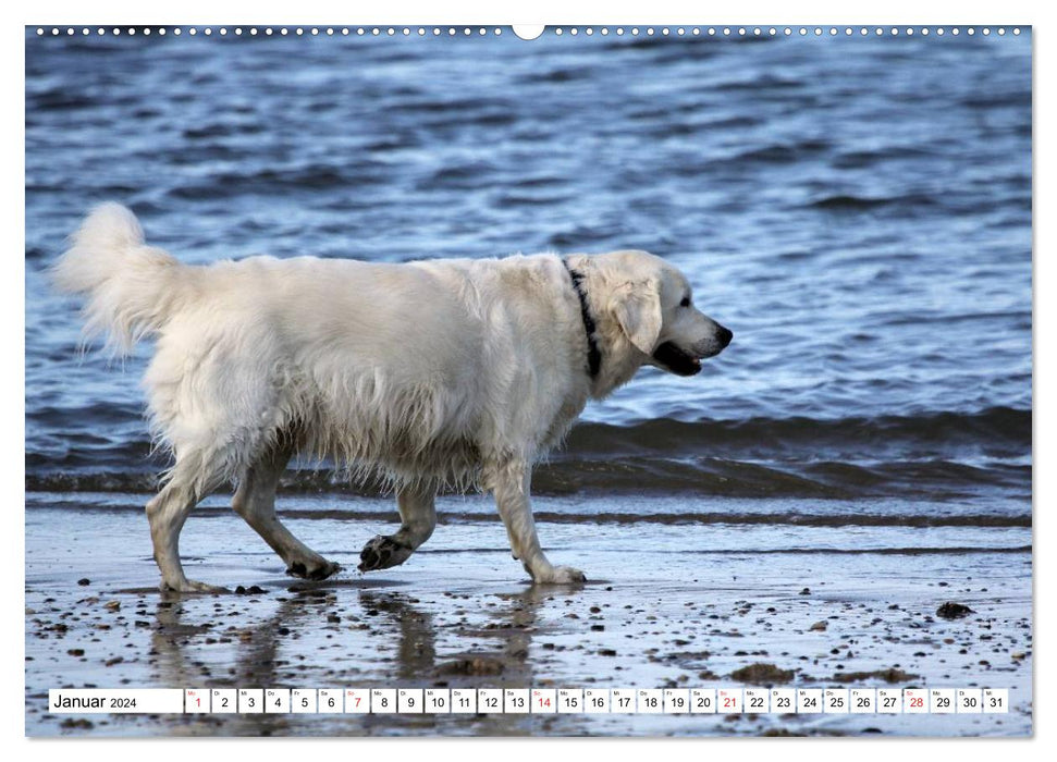 Des retrievers blancs s'amusent sur la plage (Calendrier mural CALVENDO Premium 2024) 