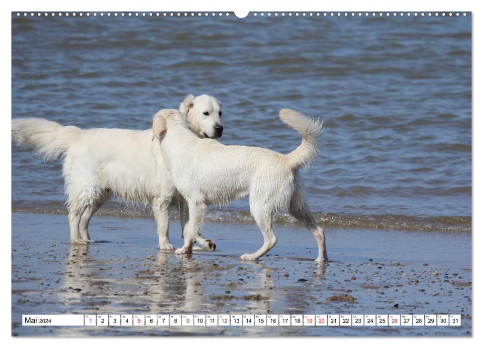 Des retrievers blancs s'amusent sur la plage (Calendrier mural CALVENDO Premium 2024) 