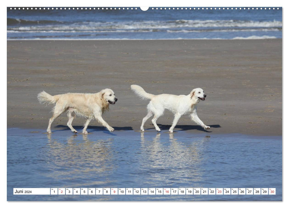 Des retrievers blancs s'amusent sur la plage (Calendrier mural CALVENDO Premium 2024) 