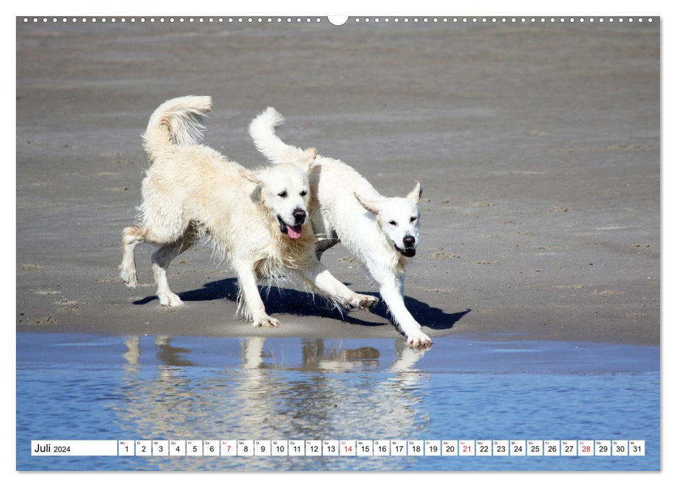 Des retrievers blancs s'amusent sur la plage (Calendrier mural CALVENDO Premium 2024) 