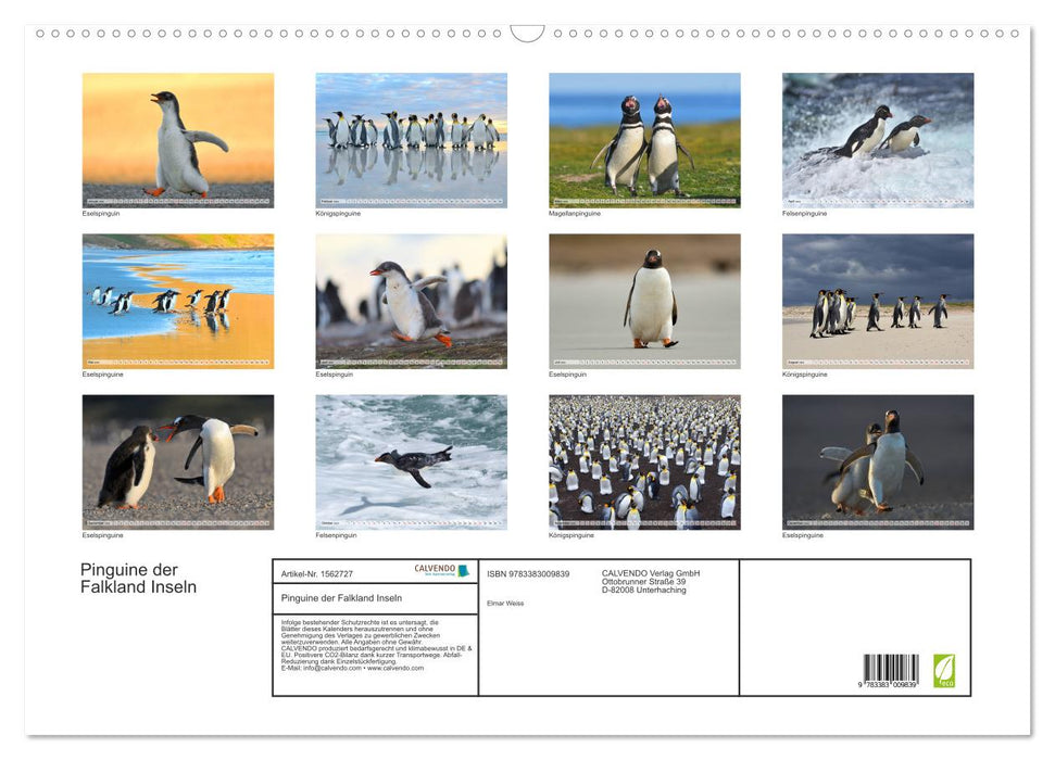Pingouins des îles Falkland (calendrier mural CALVENDO 2024) 