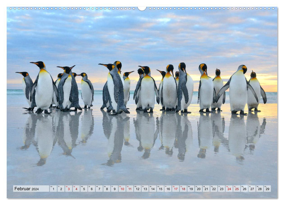 Pinguine der Falkland Inseln (CALVENDO Wandkalender 2024)