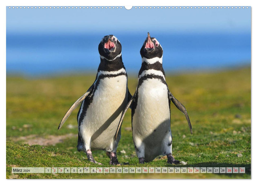 Pingouins des îles Falkland (calendrier mural CALVENDO 2024) 