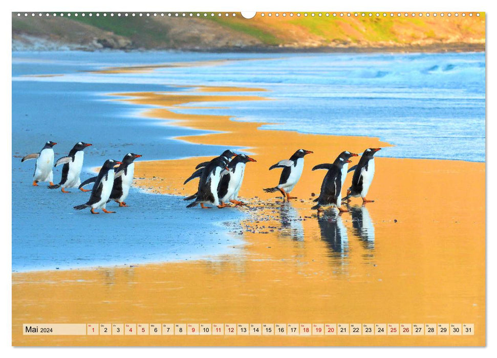 Pingouins des îles Falkland (calendrier mural CALVENDO 2024) 