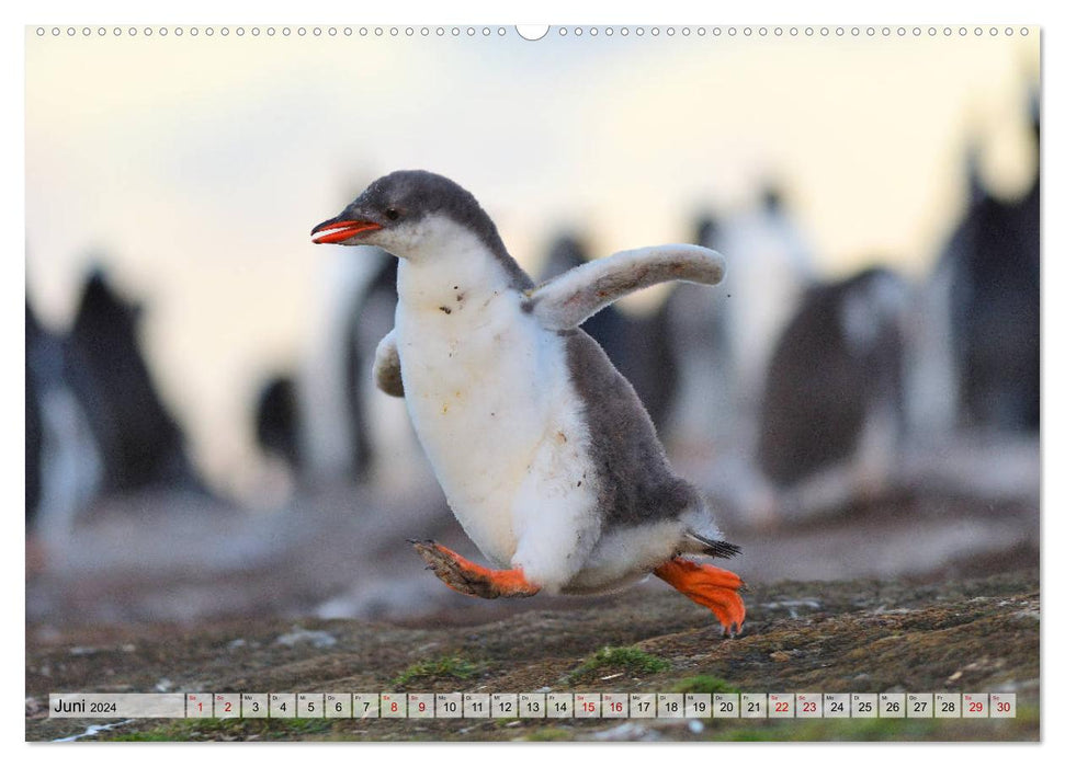 Pingouins des îles Falkland (calendrier mural CALVENDO 2024) 