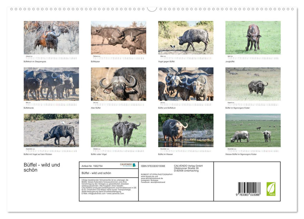 Büffel - wild und schön (CALVENDO Premium Wandkalender 2024)
