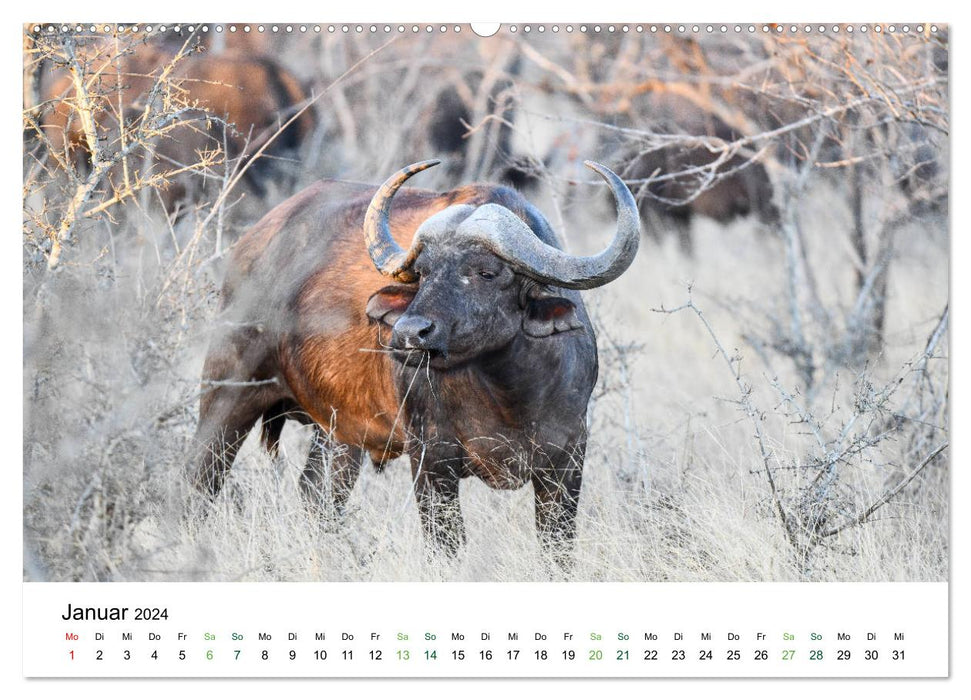 Büffel - wild und schön (CALVENDO Premium Wandkalender 2024)