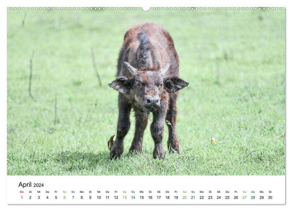 Büffel - wild und schön (CALVENDO Premium Wandkalender 2024)