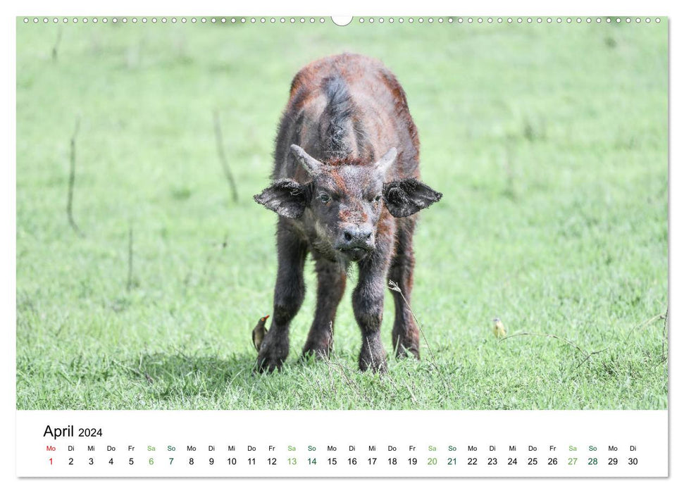 Buffle - sauvage et beau (Calvendo Premium Wall Calendar 2024) 