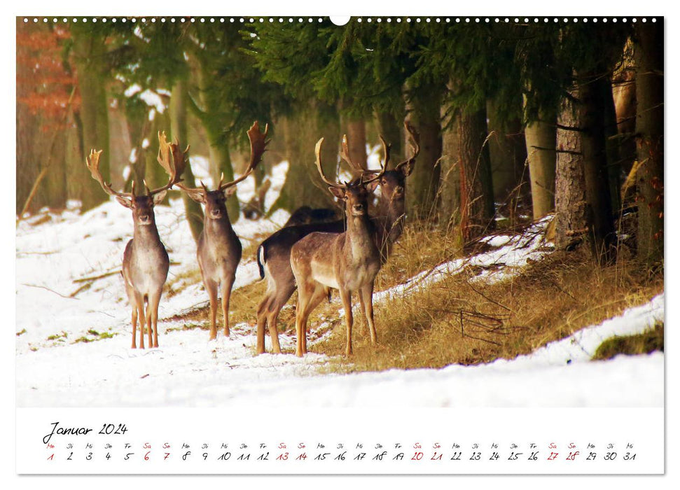 In the annual cycle of the wild (CALVENDO wall calendar 2024) 