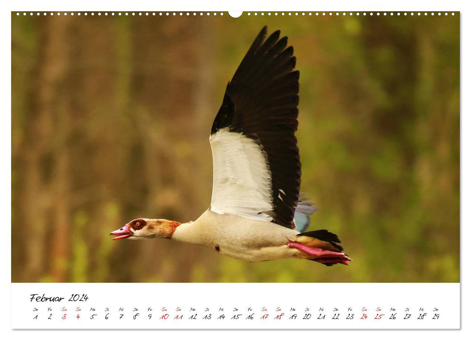 In the annual cycle of the wild (CALVENDO wall calendar 2024) 