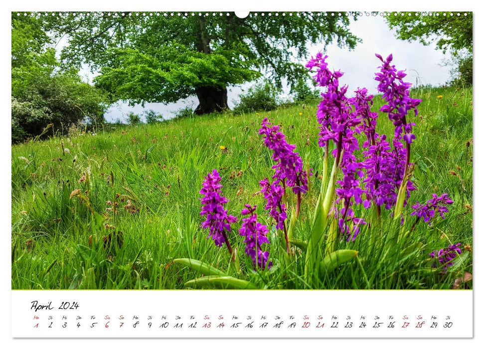 Dans le cycle annuel de la nature (calendrier mural CALVENDO 2024) 