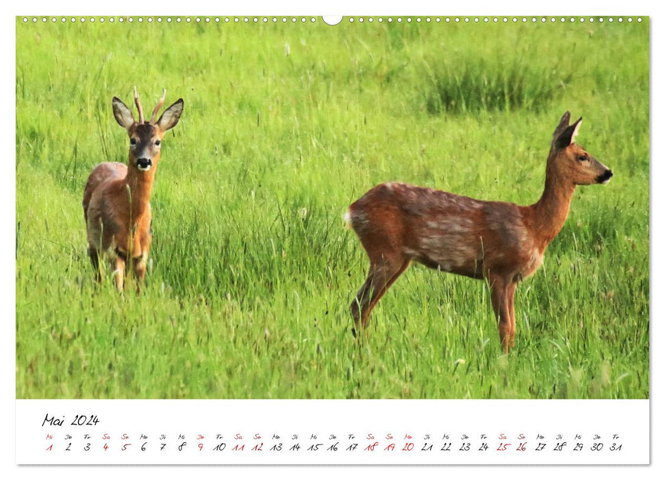 Dans le cycle annuel de la nature (calendrier mural CALVENDO 2024) 