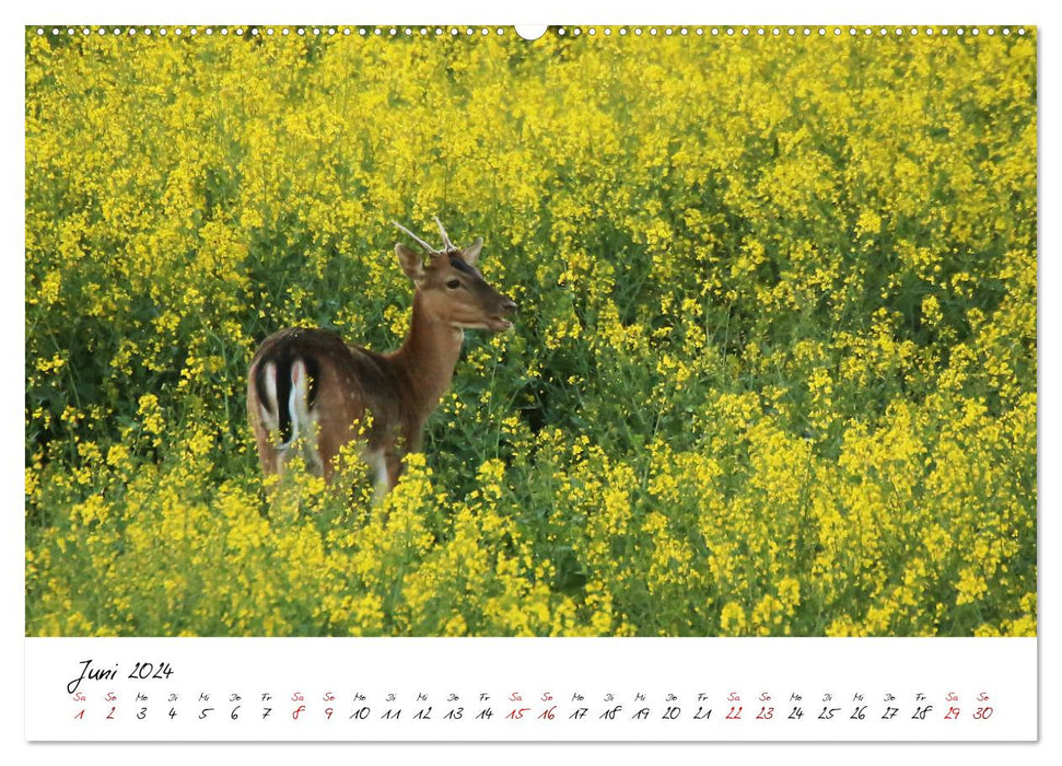 Im Jahreskreis der Wildbahn (CALVENDO Wandkalender 2024)