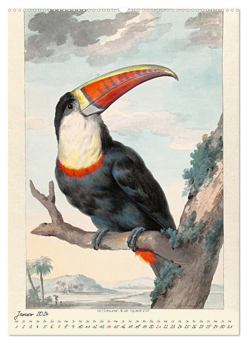 Aert Schouman. OISEAUX (Calendrier mural CALVENDO 2024) 