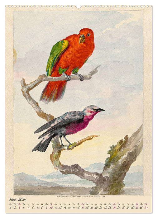 Aert Schouman. BIRDS (CALVENDO wall calendar 2024) 