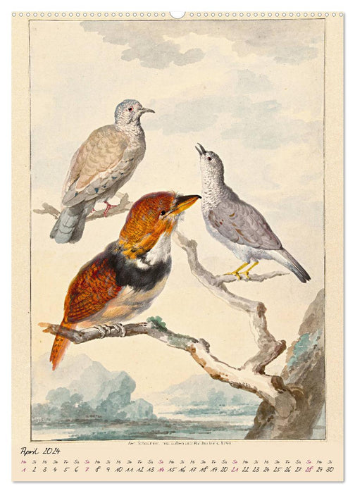 Aert Schouman. OISEAUX (Calendrier mural CALVENDO 2024) 