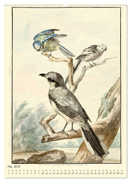 Aert Schouman. BIRDS (CALVENDO wall calendar 2024) 