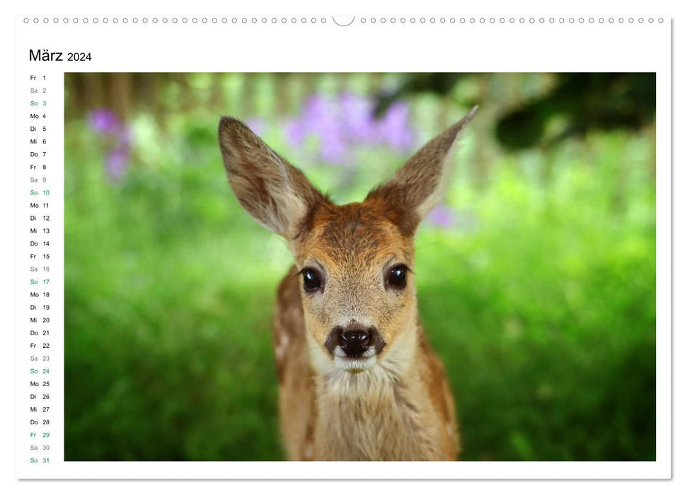 Fawns, petite beauties with large, gentle eyes (CALVENDO Premium Wall Calendar 2024) 