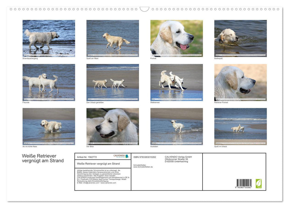 Weiße Retriever vergnügt am Strand (CALVENDO Wandkalender 2024)
