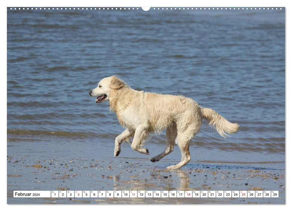 Retriever blancs s'amusant sur la plage (Calendrier mural CALVENDO 2024) 