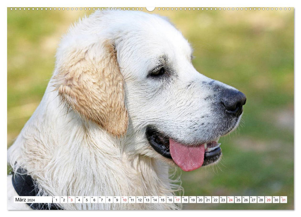 Retriever blancs s'amusant sur la plage (Calendrier mural CALVENDO 2024) 