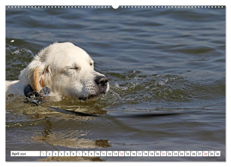 Retriever blancs s'amusant sur la plage (Calendrier mural CALVENDO 2024) 