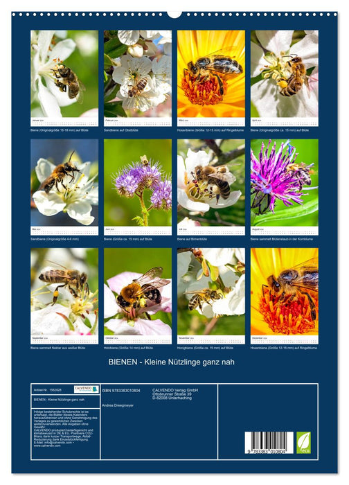 BEES - Small beneficial insects up close (CALVENDO Premium Wall Calendar 2024) 