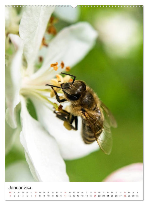 ABEILLES - Petits insectes utiles de près (Calvendo Premium Wall Calendar 2024) 