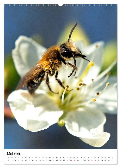 ABEILLES - Petits insectes utiles de près (Calvendo Premium Wall Calendar 2024) 