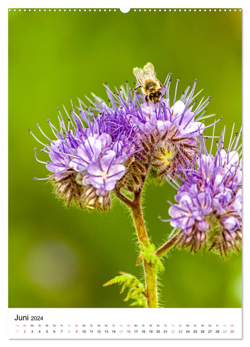 BEES - Small beneficial insects up close (CALVENDO Premium Wall Calendar 2024) 