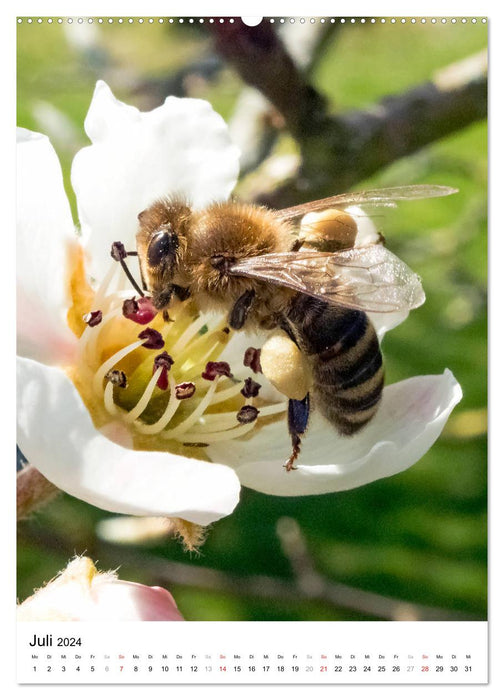 BEES - Small beneficial insects up close (CALVENDO Premium Wall Calendar 2024) 