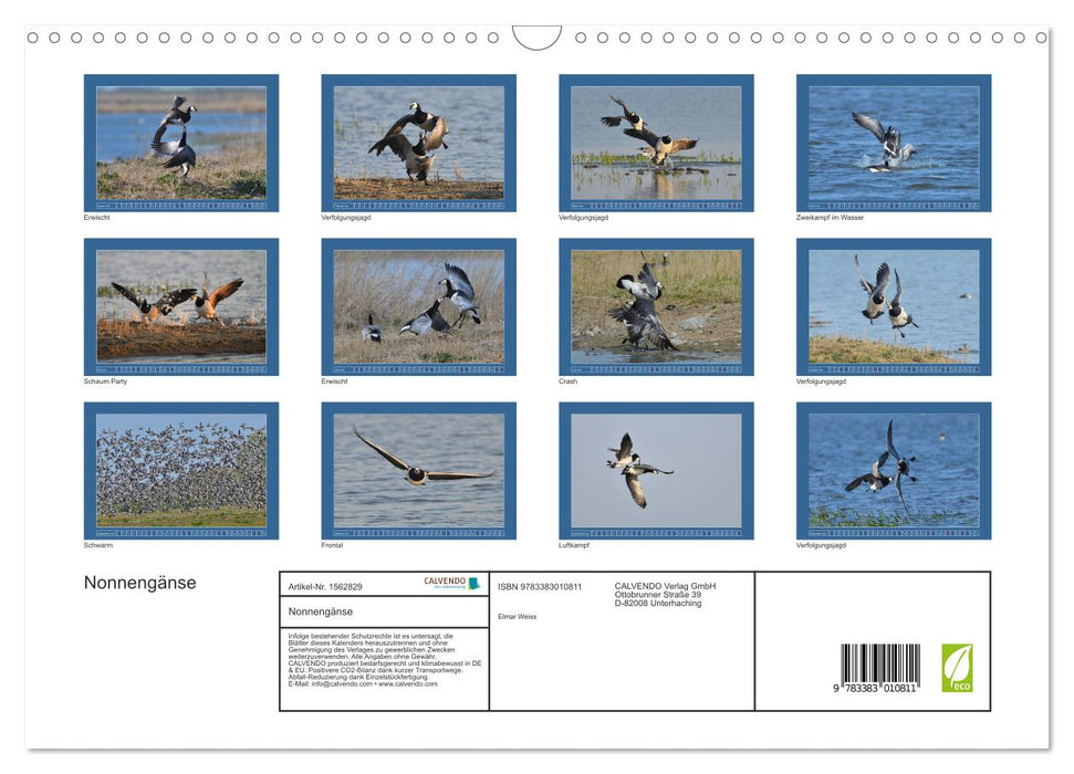 Barnacle geese (CALVENDO wall calendar 2024) 