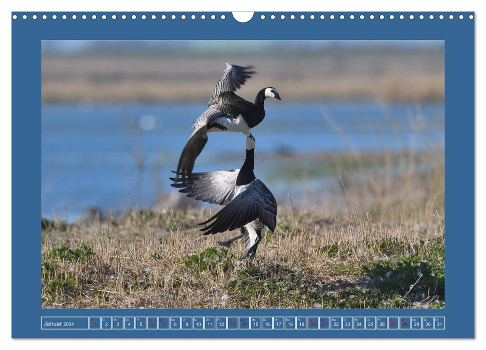Barnacle geese (CALVENDO wall calendar 2024) 