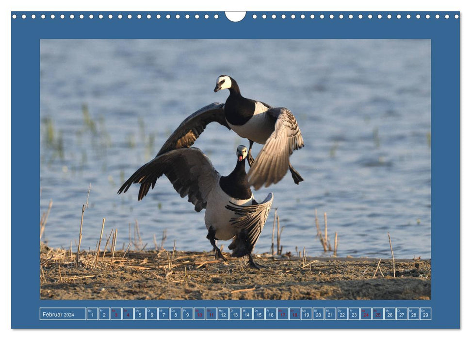 Barnacle geese (CALVENDO wall calendar 2024) 