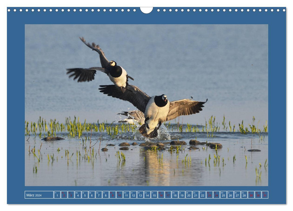 Barnacle geese (CALVENDO wall calendar 2024) 