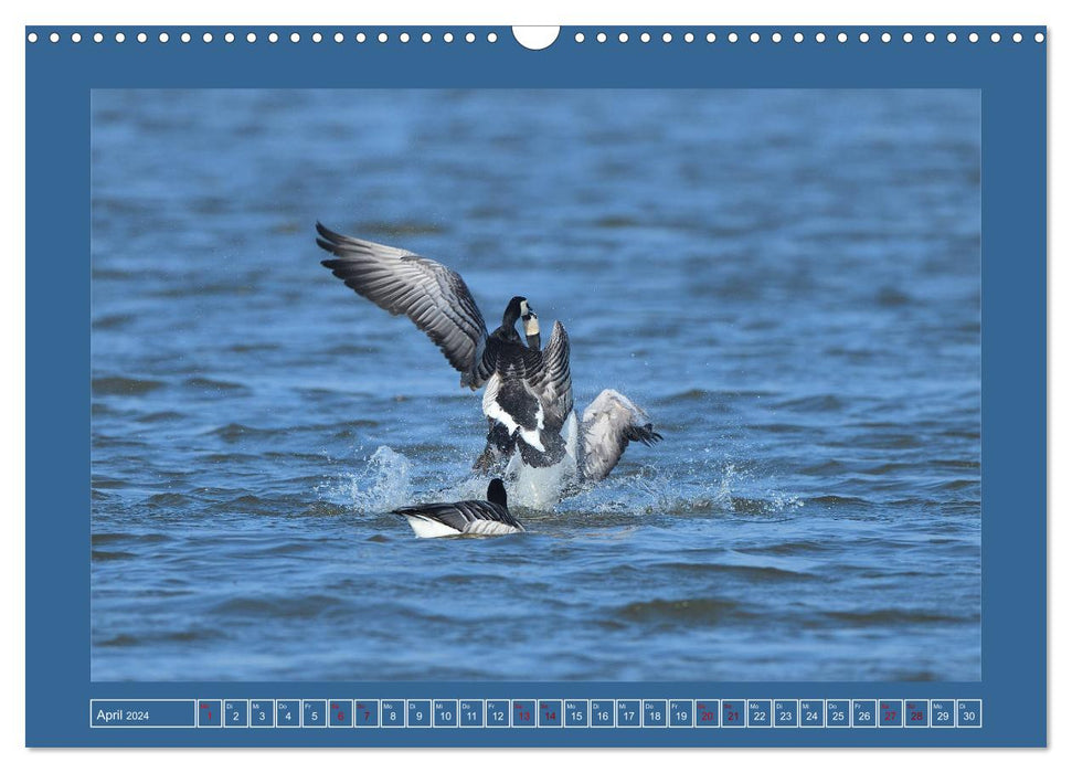 Barnacle geese (CALVENDO wall calendar 2024) 