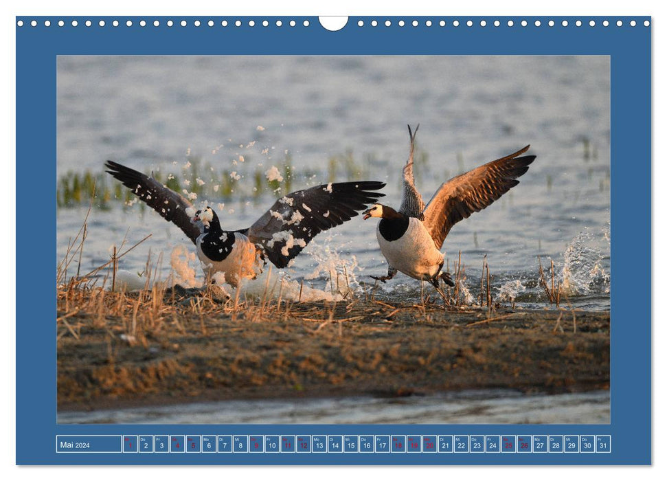 Barnacle geese (CALVENDO wall calendar 2024) 