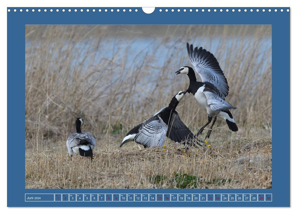 Barnacle geese (CALVENDO wall calendar 2024) 