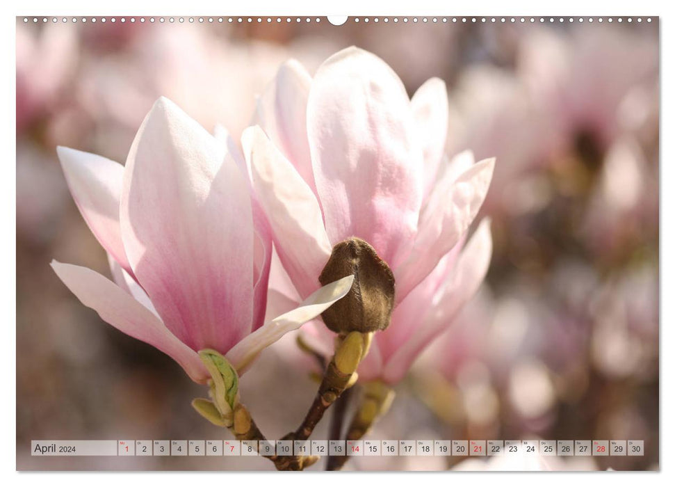 Magnolias A Rush of Flowers (Calvendo Premium Calendrier mural 2024) 