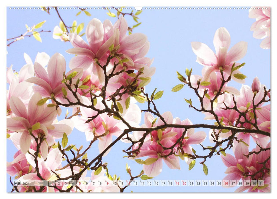 Magnolien Ein Blütenrausch (CALVENDO Premium Wandkalender 2024)