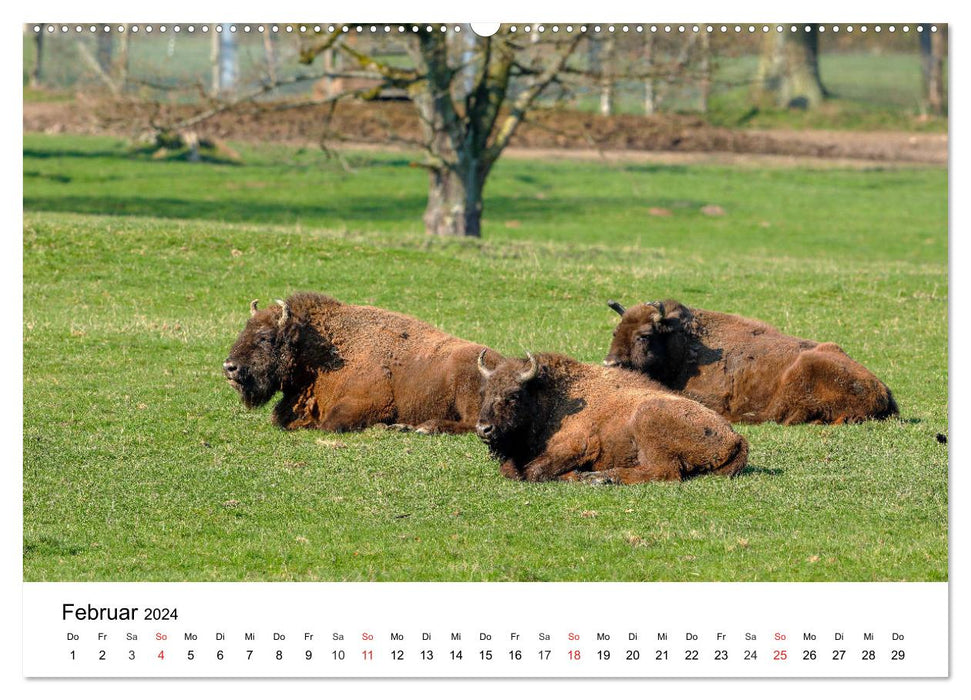 Animaux sauvages de notre patrie (Calendrier mural CALVENDO Premium 2024) 