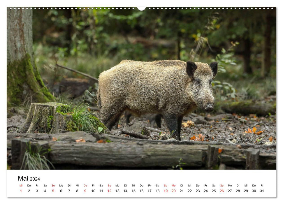 Wilde Tiere unserer Heimat (CALVENDO Premium Wandkalender 2024)