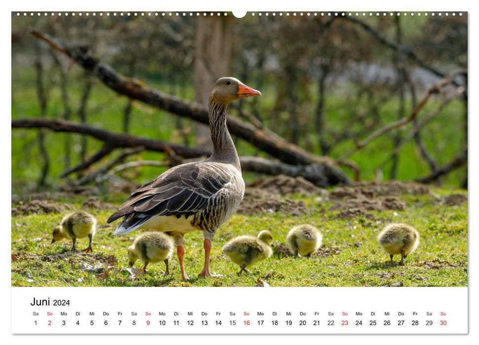 Animaux sauvages de notre patrie (Calendrier mural CALVENDO Premium 2024) 