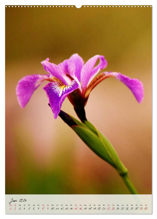 Florale Meisterwerke der Natur (CALVENDO Premium Wandkalender 2024)