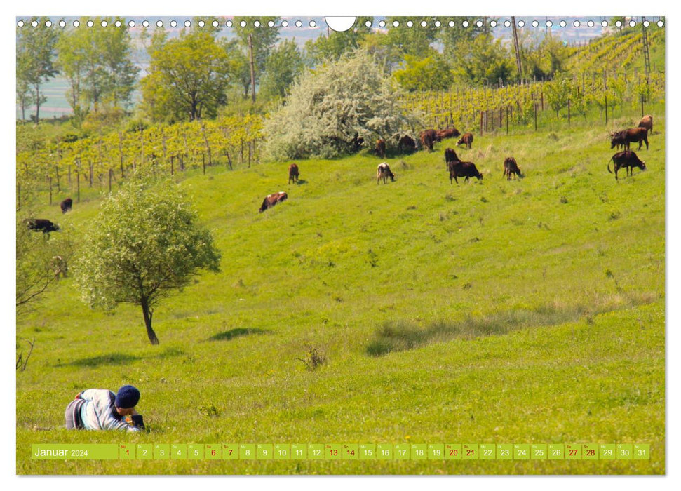 Romania (CALVENDO wall calendar 2024) 