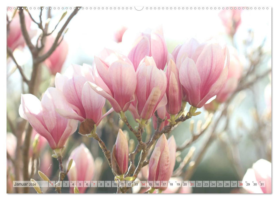 Magnolias A Rush of Flowers (CALVENDO Wall Calendar 2024) 